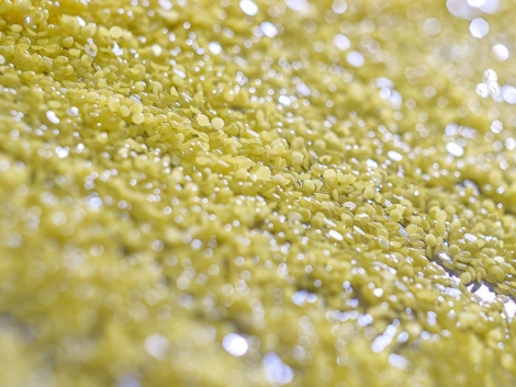 7_BELIRANGkalisari_DistributorSulfuruntukKebutuhanPasarIndustriPertaniandanPerdagangan_MARET'26